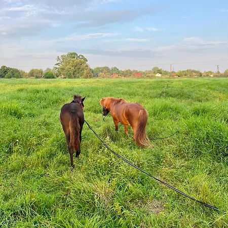 Kasztelanski Bed & Breakfast Budzistowo