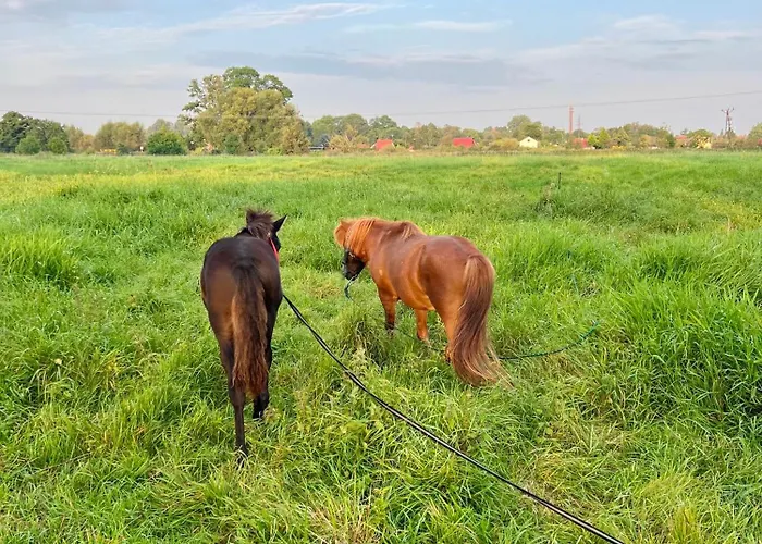 Kasztelanski Bed & Breakfast Budzistowo