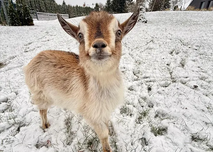 Kasztelanski Budzistowo