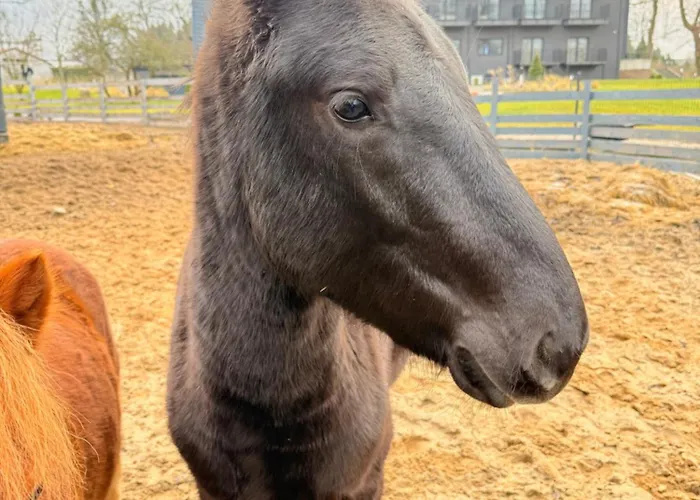 Kasztelanski Budzistowo